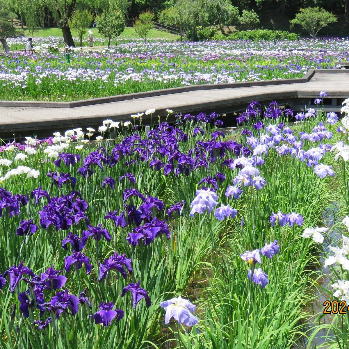 🌸 요코스카 창포원(요코스카 쇼부엔) 이미지 8